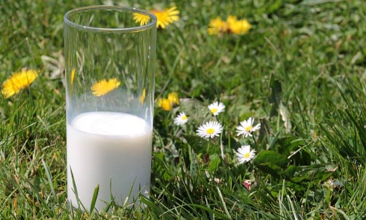 half a glass of milk preserving a knocked out tooth in a flowery field