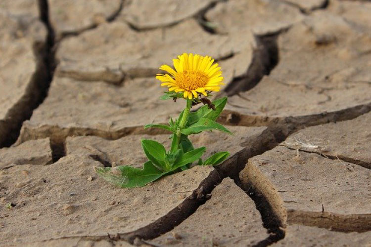 A dandelion growing from deeply cracked soil represents the feeling of dry mouth